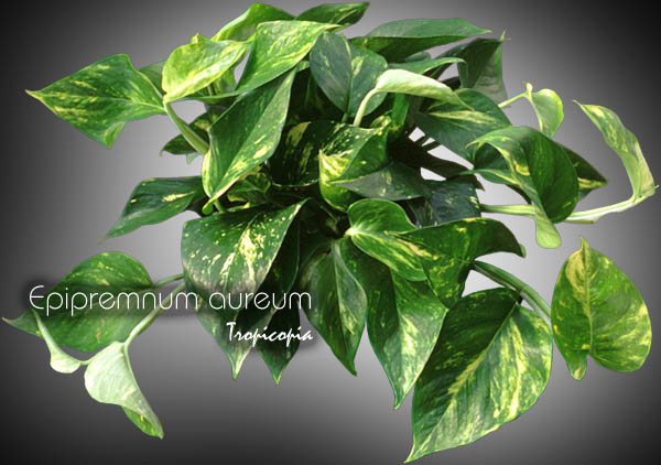 Suspendue - Epipremnum aureum - Pothos doré - Golden Pothos